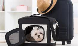 宠物随机托运那些事