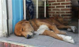 狗狗睡姿反应性格，你家毛孩是哪一种？