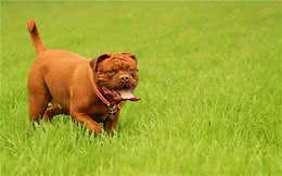 养宠经验：小狗脚上长了癣，应该怎么办？以下是处理措施