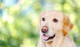 养宠经验分享：狗得了口腔炎有什么症状