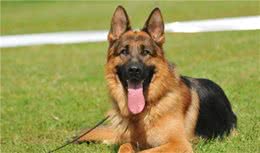 德国牧羊犬和昆明犬之间，到底存在着什么样的关系？
