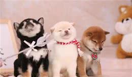 柴犬幼犬什么时候可以洗澡？该怎么洗？