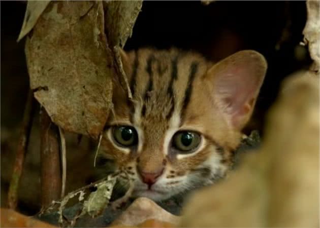 世界最小猫咪锈斑猫，能躲在一片叶子后面，简直是巴掌大的猫咪