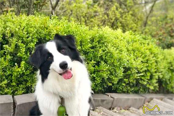 如何饲养边境牧羊犬？这6件事要做好