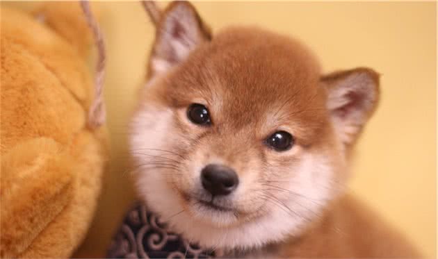 长毛柴好可爱，跟普通柴犬区别大吗？什么情况下会生出长毛柴？