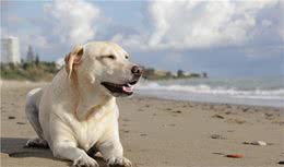 狗狗喜欢一个人，会有这5大表现，你别不知道