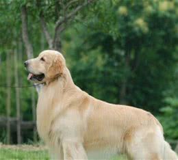 标准苛刻价格死贵，普通人想养赛级犬？其实真的没必要
