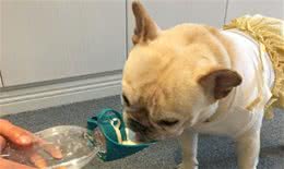 法斗易生病，原来是你给它喝了这几种水