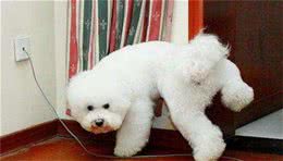 狗狗喜欢在家里“尿尿”，都是因为这7点，宠主先不要急着责怪它