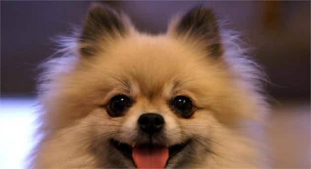 乖巧呆萌的4种小型犬，可萌化你的心，有你喜欢的吗？