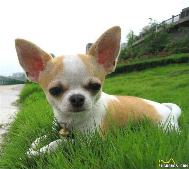 乖巧呆萌的4种小型犬，可萌化你的心，有你喜欢的吗？