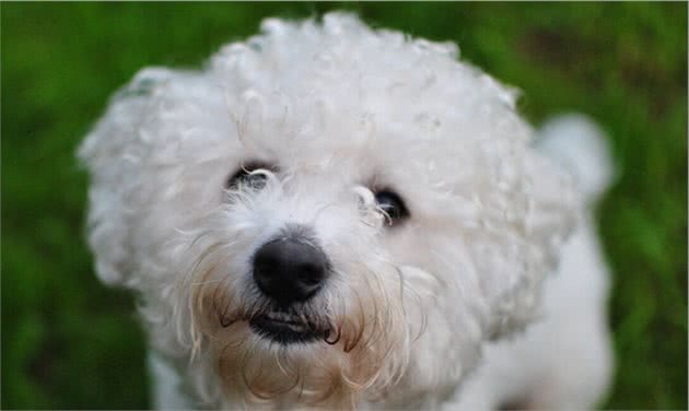 很喜欢比熊犬，但从不打算养，有这几个原因