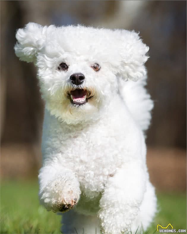 很喜欢比熊犬，但从不打算养，有这几个原因