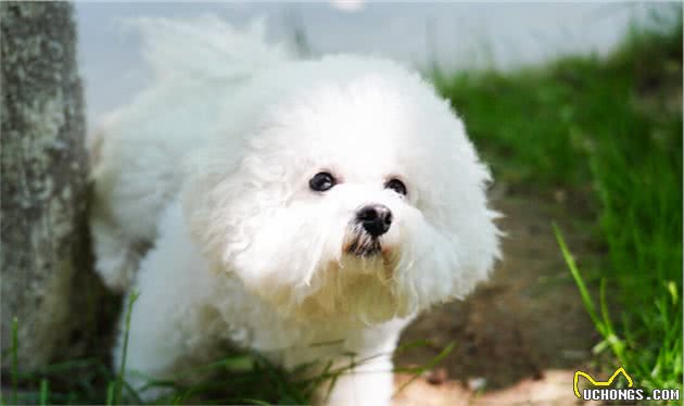 很喜欢比熊犬，但从不打算养，有这几个原因