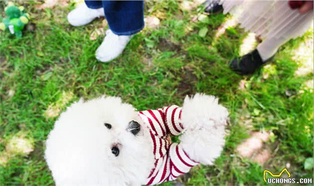 很喜欢比熊犬，但从不打算养，有这几个原因
