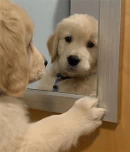 如何判断狗狗会否发烧