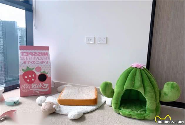 少女心：如今连宠物都有自己的专属房间啦