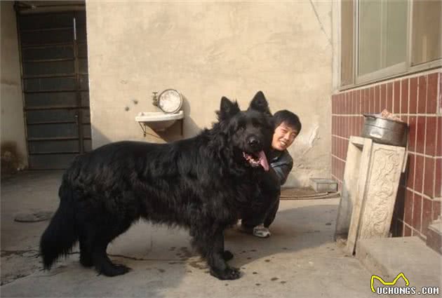土狗绝对不比洋狗差，尤其是这几个品种，堪称国货狗中的佳品