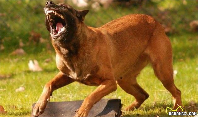 现代型军警犬中的三杰—罗威纳、马犬和德牧，你认为哪种最优秀