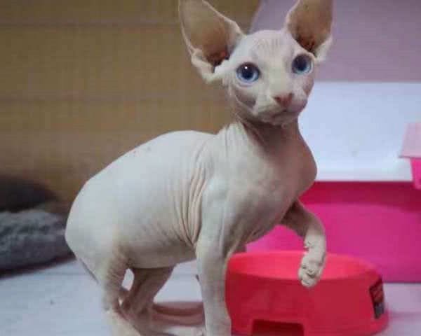 十种不会掉毛的猫咪，你家有吗？