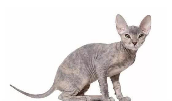 十种不会掉毛的猫咪，你家有吗？