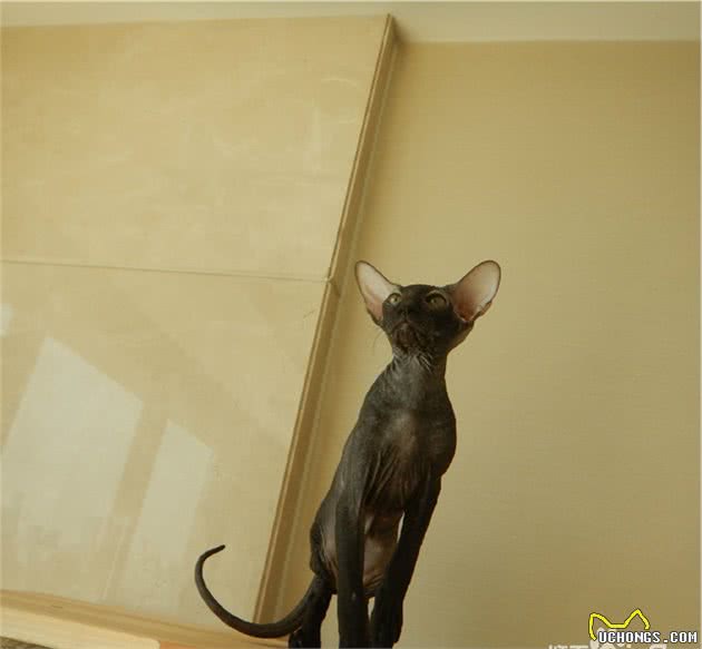 十种不会掉毛的猫咪，你家有吗？