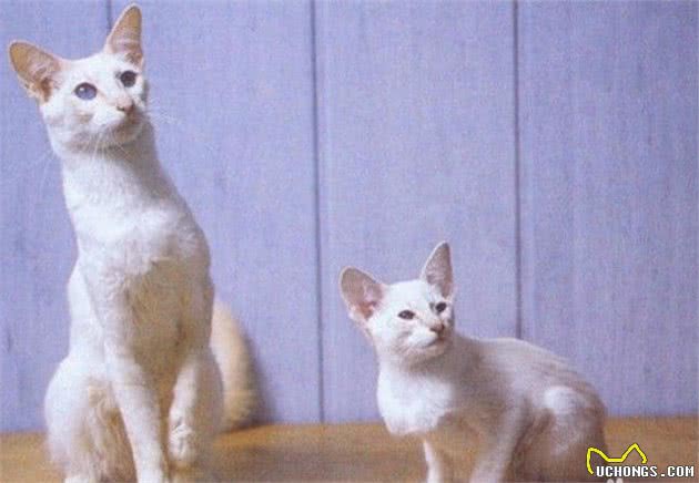 十种不会掉毛的猫咪，你家有吗？
