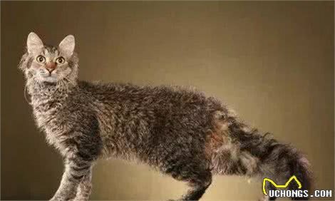 十种不会掉毛的猫咪，你家有吗？