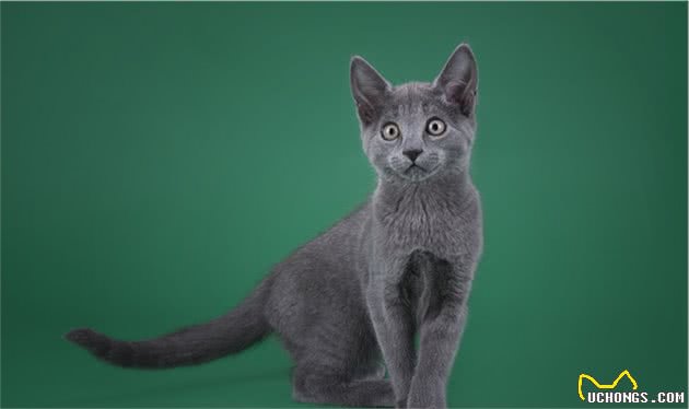 十种不会掉毛的猫咪，你家有吗？
