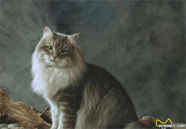 十种不会掉毛的猫咪，你家有吗？