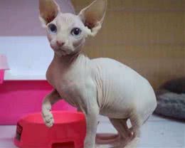 十种不会掉毛的猫咪，你家有吗？