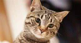 想养狸花猫吗？带你了解它的优点和缺点，希望你也喜欢它