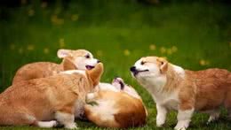 牧牛犬家族：不止有小短腿柯基犬，还有“黑旋风”罗威纳犬