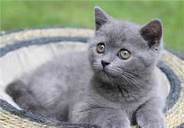 养猫首选！这6种宠物猫，优点多缺点少