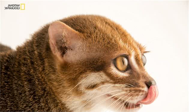 豹猫、虎猫、野猫大家能分清它们具体都是谁吗？