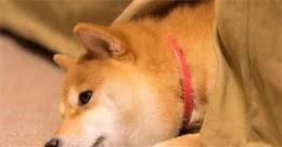 柴犬护理宝典，养柴前必须了解的几件事
