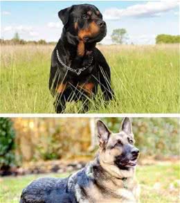 德国牧羊犬和罗威纳，在家里养的话你选哪个