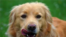 我家狗狗舌头完全不停歇，这是行为问题？还是健康问题？