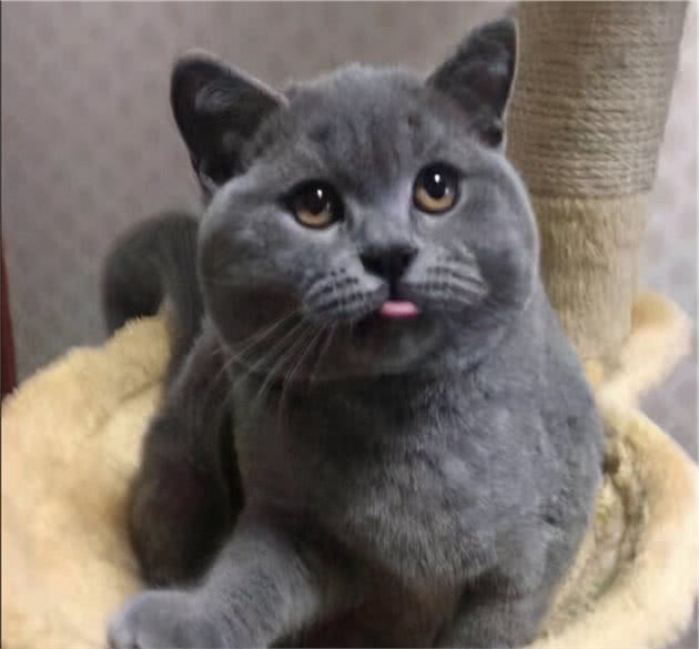 新手铲屎官养猫品种推荐，这5种猫咪好养又省事