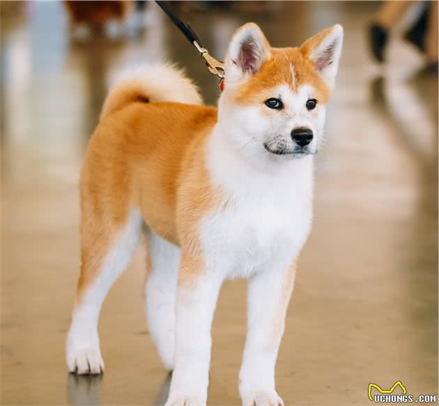 柴犬和秋田犬常常被认错？到底是狗的问题，还是人的问题