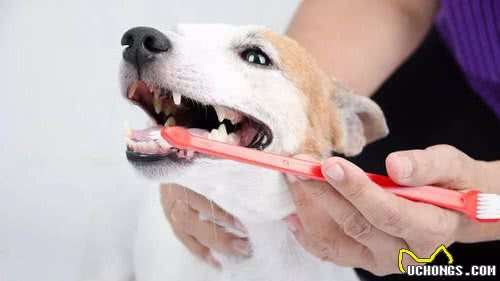 狗狗和猫咪常吃的罐头，火腿肠和零食，却含有致命“卡拉胶”？