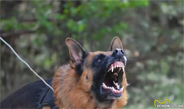 细数德国牧羊犬的优点，怪不得喜欢的人这么多