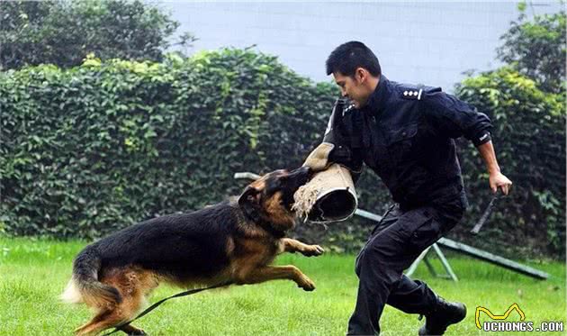 细数德国牧羊犬的优点，怪不得喜欢的人这么多