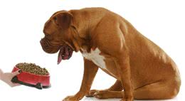 狗狗挑食怎么办？以下5点最有效