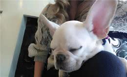 狗狗在家有这些睡姿，说明它爱死你了