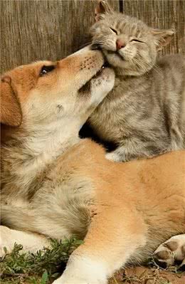 猫和狗，同在屋檐下，6个提示，3个注意