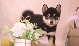 柴犬的一生（二）：之尴尬期的柴犬，具体表现及饲养知识