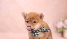 柴犬出现这些症状就要注意了！是病，得治