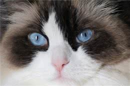 揭开治愈系猫咪—布偶猫的神秘面纱