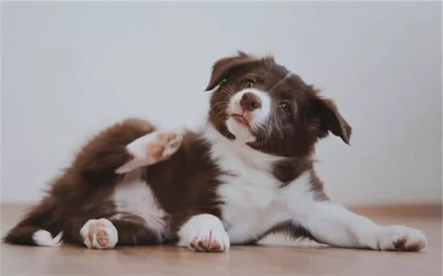 狗狗脚掌增厚变得可爱？可背后犬瘟热等隐患却是不小